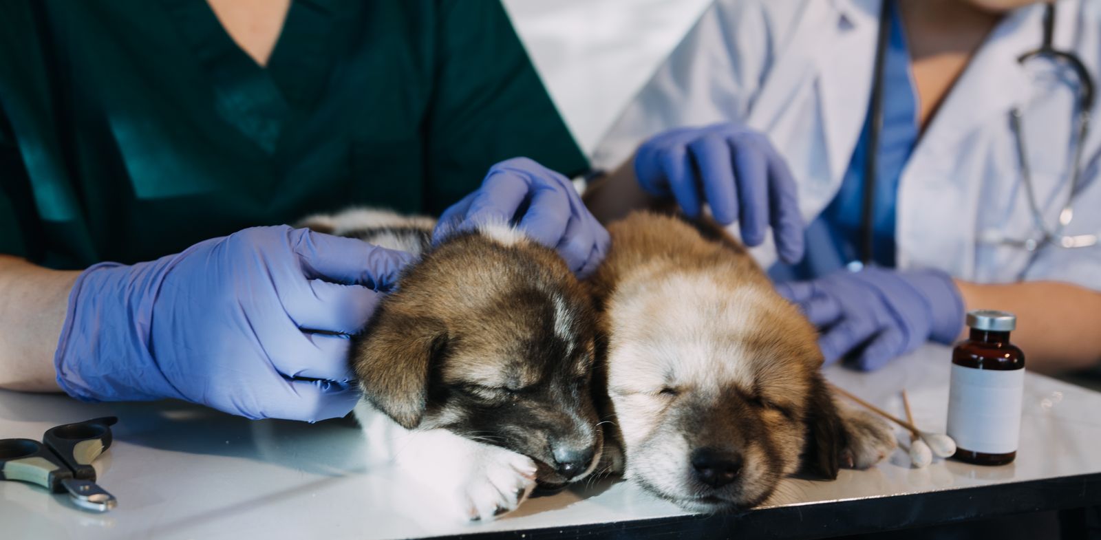 Veterinary Practice IT Support Veterinarians examining puppies - IT support for veterinary practices